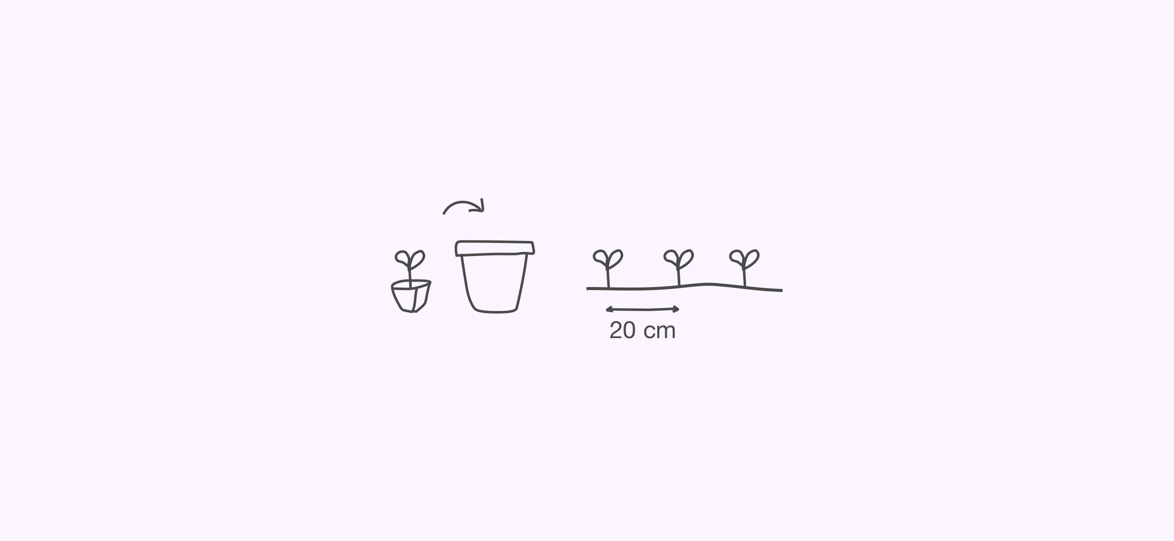 plants3